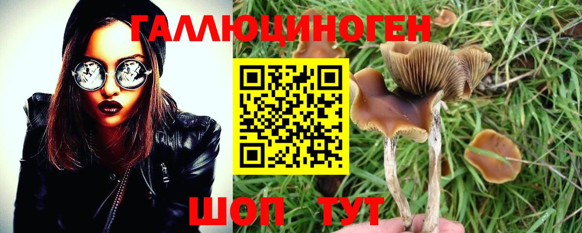 Подольск  Псилоцибиновые грибы GOLDEN TEACHER  Вход с VPN 